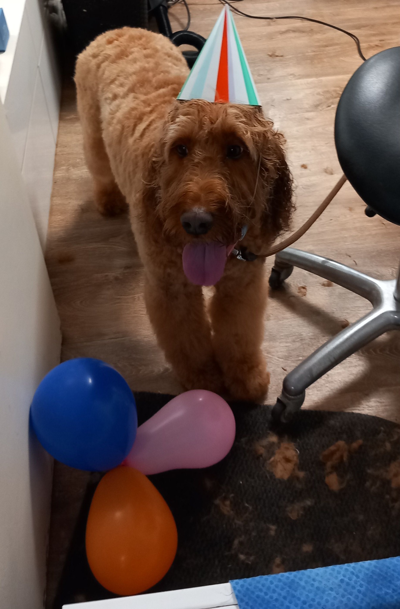 Krullende hond met een feesthoedje tussen de ballonnen