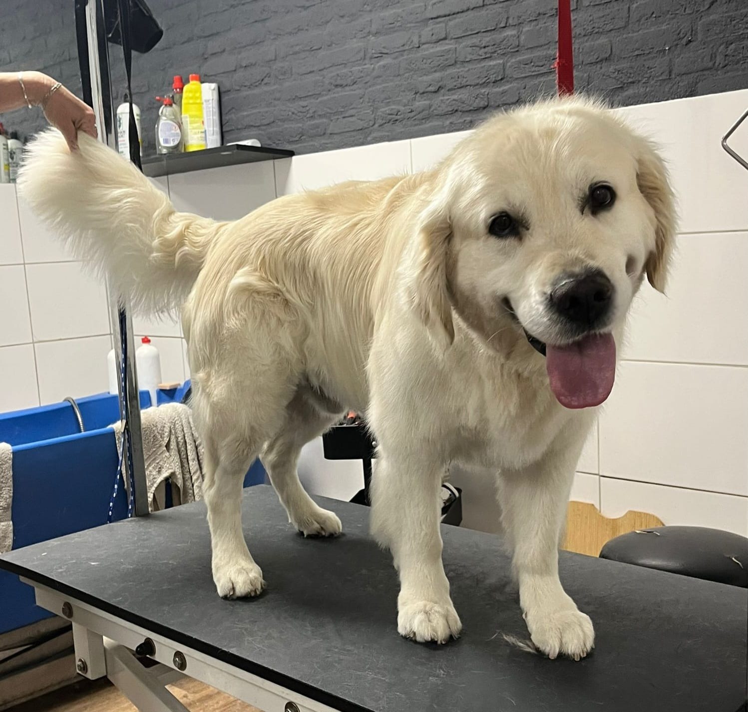 Golden retriever pup staat blij op de trimtafel in de salon