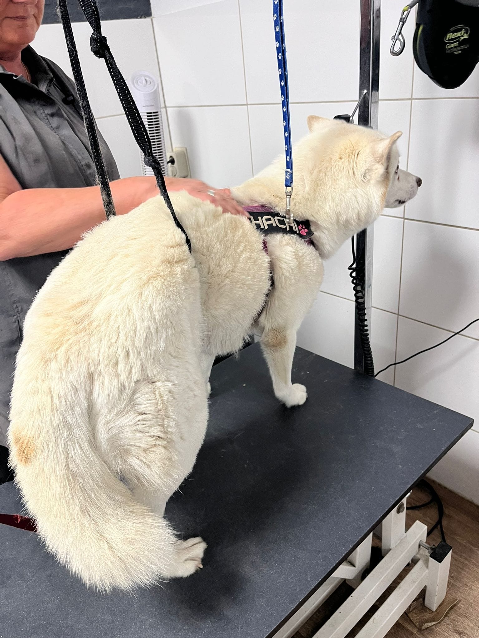 Grote witte hond in een tuigje op de trimtafel, tijdens het borstelen