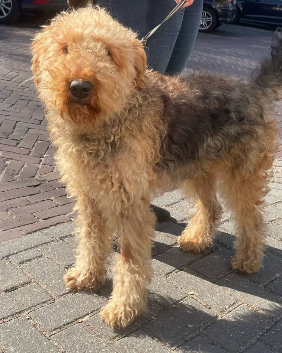 Krullende terriër buiten na het trimmen