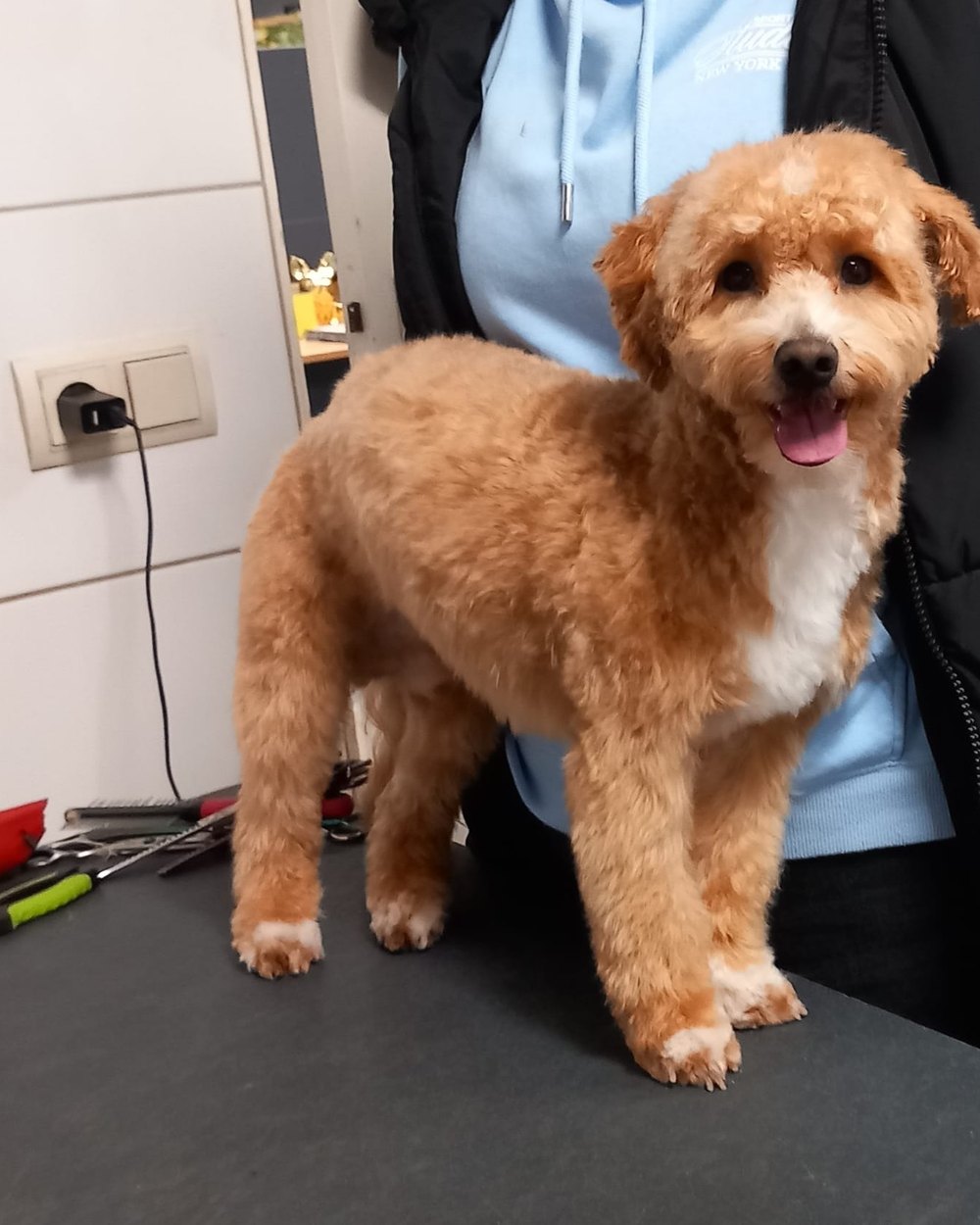 Rode cavapoo, net geknipt, op de trimtafel