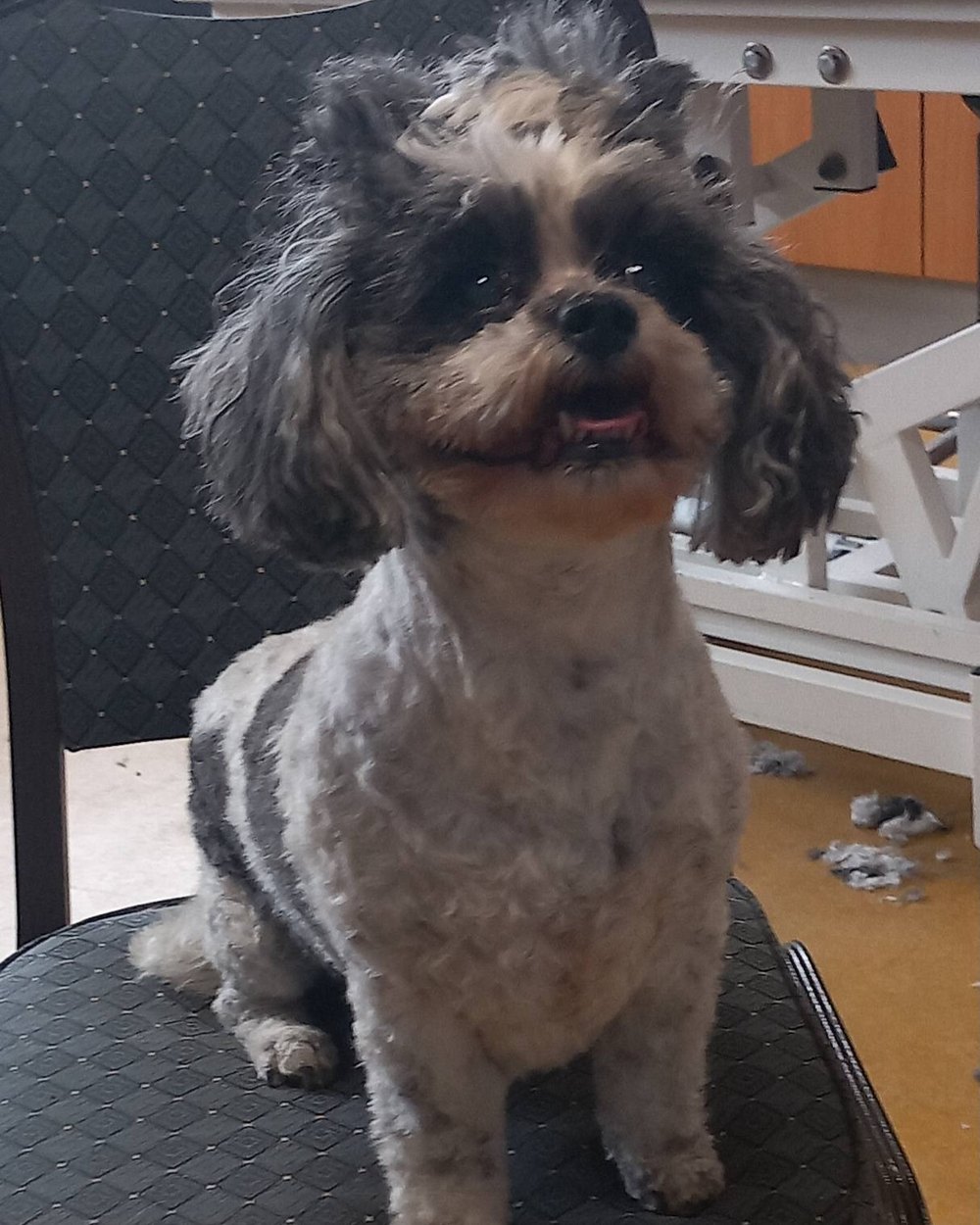 Grijs krullend hondje op een stoel na het knippen