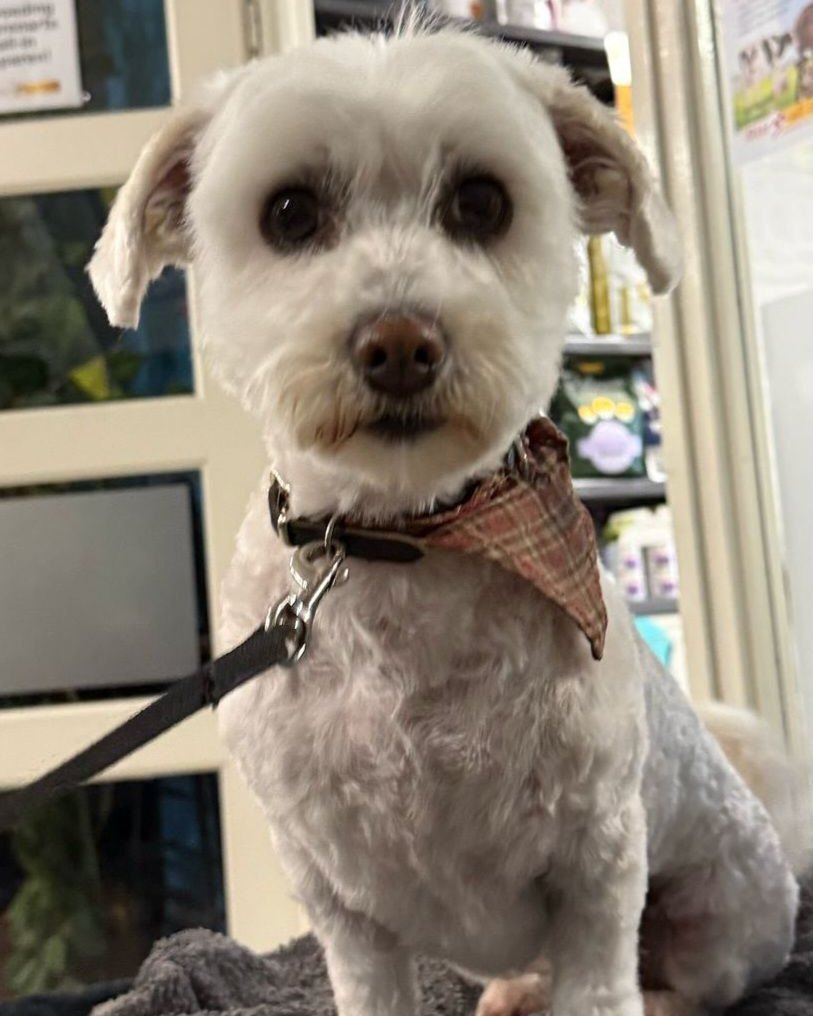 Klein wit hondje met bandana, netjes geknipt