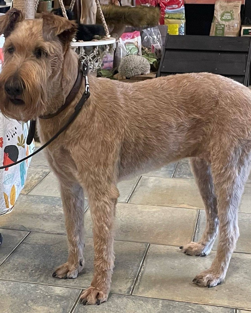 Getrimde terriër in de winkel