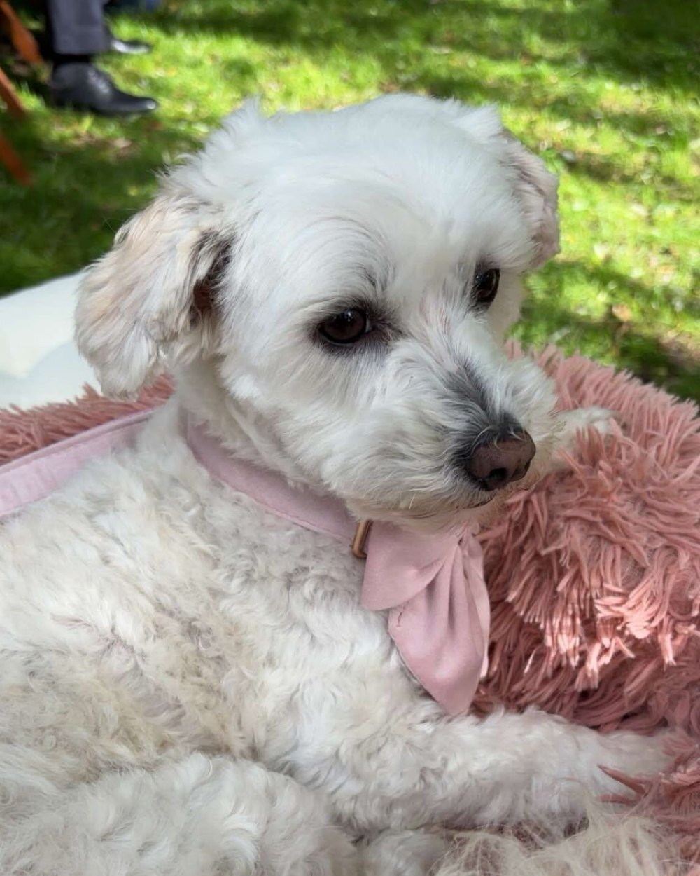 Wit hondje met roze strik op een zacht kussen