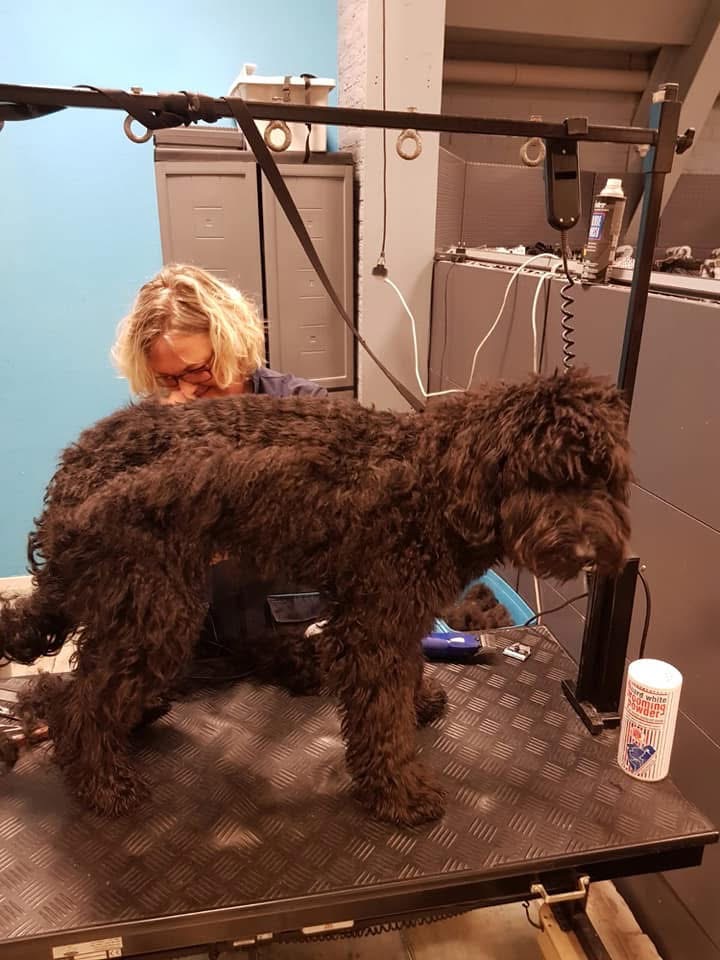 Aan het werk in de salon: een zwarte krullende hond op de trimtafel