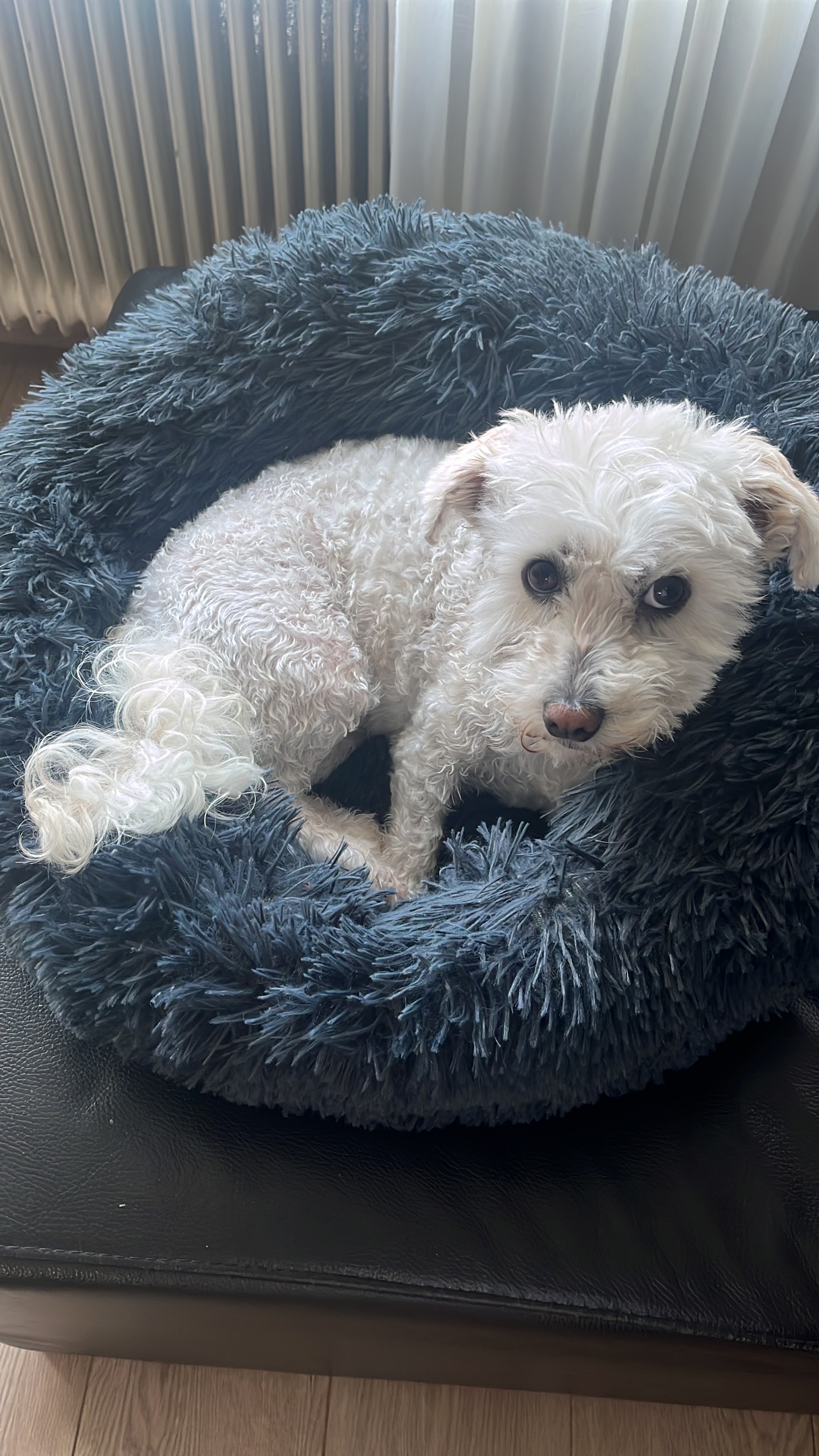 Pip, wit hondje, ligt tevreden in zijn mand