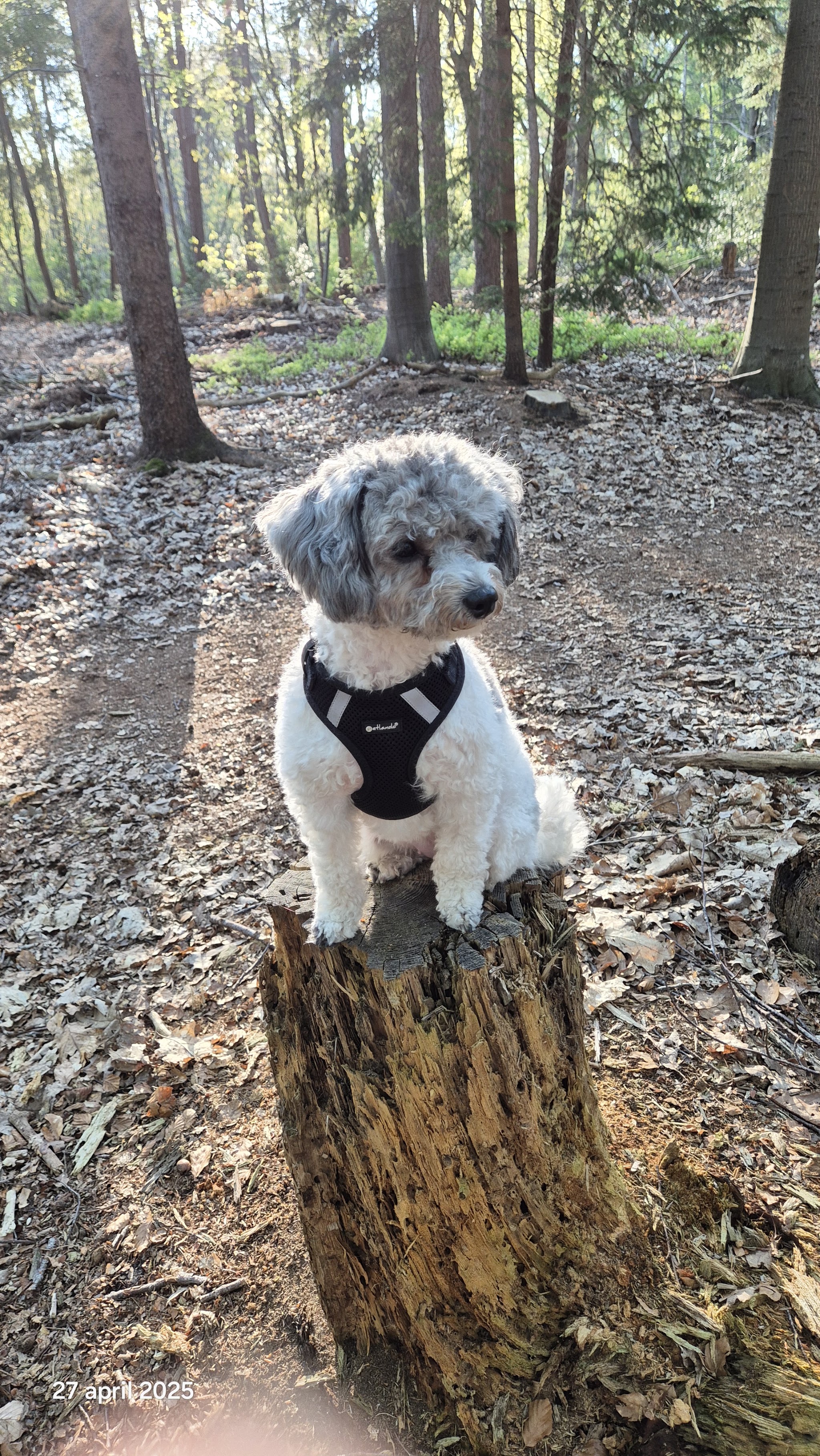 Beau zit op een boomstronk in het bos