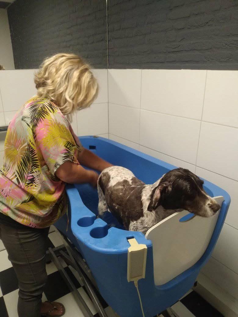 Een hond staat in het blauwe bad van de salon voor zijn wasbeurt
